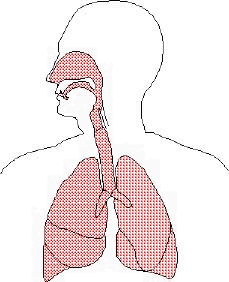 Graphic of the Lungs