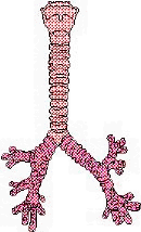 Graphic of the Trachea and Bronchi